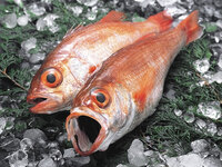 [March 9th - May 6th] Hamamachi Obata "Echizen Blackthroat Seaperch Kaiseki"