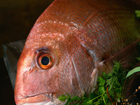 Seasonal Course 【Ukai Selected Beef Tenderloin Steak】