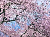 [Special seats with night cherry blossom views] Enjoy the blossoms in full bloom at Ten-Shiba Park! Enjoy a spring-like appetizer and a hearty grilled young chicken main course! This terrace plan includes 5 dishes (7 types) plus a rosé sparkling wine toast, guaranteeing you a night cherry blossom viewing seat.