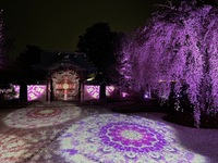 【3/13～5/6｜桜×春の高台寺特別拝観を楽しむ】ディナー全5品