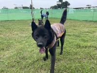 【常設プライベートドッグラン/GW限定2時間制11:00〜13:00】