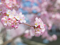 【土日祝ランチ】4月 ご入学お祝い対象のお子様～4歳から小学生～無料 　【事前決済】