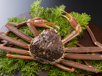 【春/夏课程】螃蟹季节课程