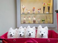 From April 1st onwards: Weekdays - Regular Ticket (50 minutes)