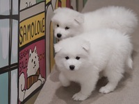 From April 1st: Weekdays - Regular Ticket (50 minutes)