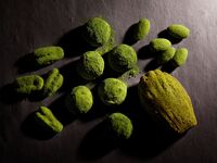 ※Information※ Matcha Sweets & Bakery Collection 2026