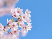 3/28～4/12 ランチタイム限定【さくら御膳】3,000円　桜鯛の刺身や旬の天ぷら、いっこん名物の蕎麦までついた期間限定御膳