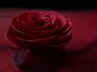 ディナーコース+メイン和牛