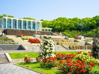 午餐并在导游的带领下游览须磨离宫“皇家贵族玫瑰园”