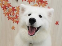 ≪Golden Week Period≫ Regular Ticket (50 minutes)