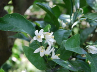 5/2、3、4限定　季節のデセールコース（全4皿）