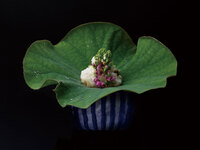 Kaiseki 38,000　（tatami private room）