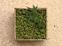 抹茶しぐれ
