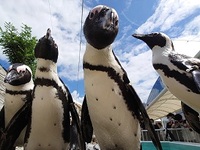 【LUNCH】 Weekday lunch buffet only + Marine World admission ticket included | Elementary school students