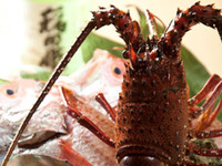 Special Kaiseki Course "Kirameki" (Sparkle) - Limited Quantity!! A Course to Indulge in Ise Lobster & Tottori Wagyu Beef