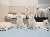 ≪Summer vacation period: July 25 – August 31≫ Private hire plan (50 minutes) ¥45,000