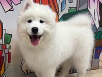≪夏休み期間7/25～8/31≫通常チケット（50分）