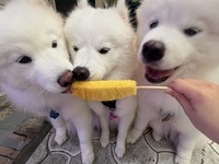 좌석만(오키나와현 민할)