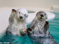 【20名様限定】鳥羽水族館飼育員による特別講演会＋鳥羽水族館×シェラトン都ホテル大阪 コラボレーションアフタヌーンティー＜9/5・9/6＞