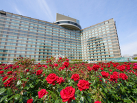 アフタヌーンティー at the Red Rose Garden のご案内