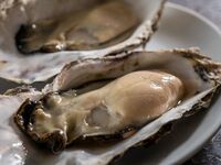 1st Anniversary Special: 6 Kinds of Fresh Oysters Plate